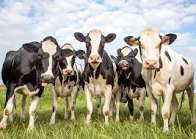 Toxic Cattle Destroyed as Adamawa Moves to Protect Food Supply.