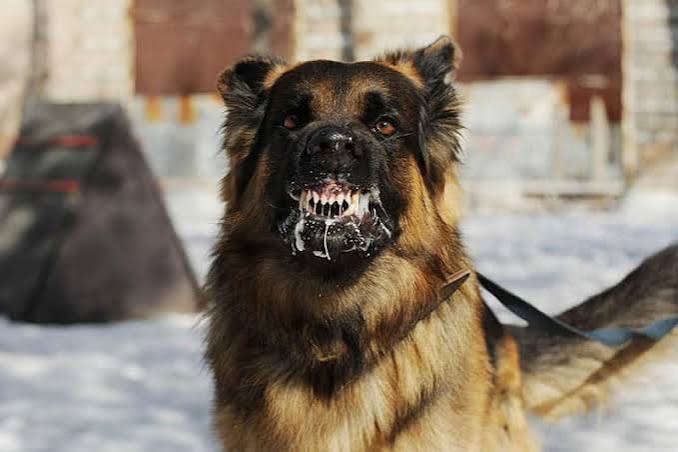 Rabies Scare In Kano Communities As Residents Seek Urgent Medical Attention.